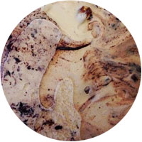 Chocolate Shoppe Ice Cream